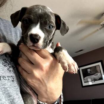 Treetops -  Mixed Breed Dog for Adoption in Fredericksburg, Virginia - Treetops | PetCurious