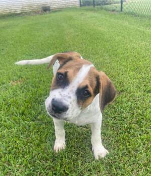 Scout -  Hound Dog for Adoption in Glocester, Rhode Island - Scout | PetCurious