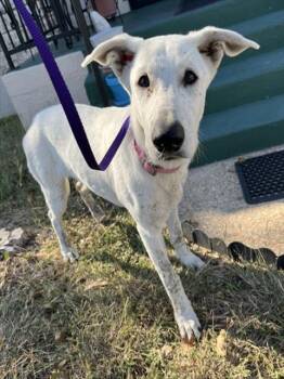 Rescue Labrador Retriever Dogs for Adoption in Killeen, Texas - CHAI | PetCurious