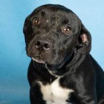 Miles -  Hound and Pit Bull Terrier Dog for Adoption in Minneapolis, Minnesota - Miles | PetCurious