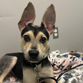 Honky Tonk Angel -  Mixed Breed Dog for Adoption in Pittsburgh, Pennsylvania - Honky Tonk Angel | PetCurious