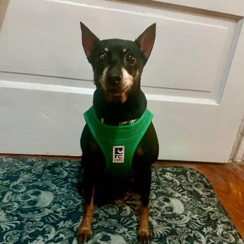 Miniature Pinscher Dogs Available for Adoption in Cedar Park, Texas - Zoey | PetCurious