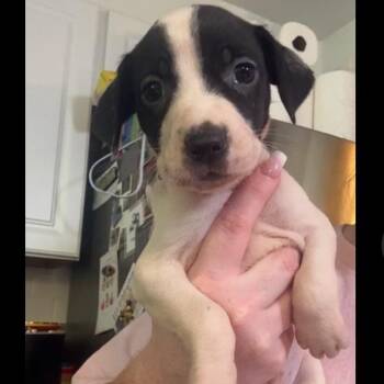 Pearl -  Mixed Breed Dog for Adoption in Rockville, Maryland - Pearl | PetCurious