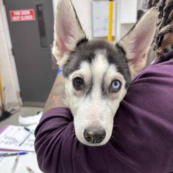 Rambo -  Husky and Mixed Breed Dog for Adoption in Indianapolis, Indiana - Rambo | PetCurious