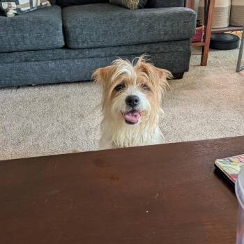 Grady -  Terrier and Mixed Breed Dog for Adoption in Avon, Ohio - Grady | PetCurious