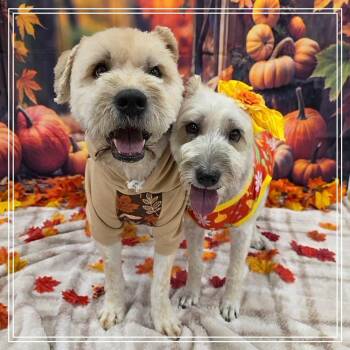 Shante -  Wheaten Terrier Dog for Adoption in Chandler, Arizona - Shante | PetCurious