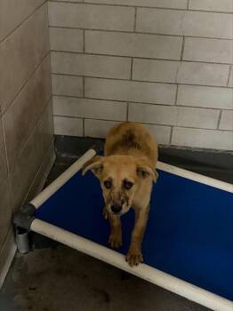 NAOMI -  German Shepherd Dog and Mixed Breed Dog for Adoption in Stockton, California - NAOMI | PetCurious