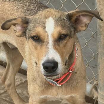Gio -  Hound and Mixed Breed Dog for Adoption in Salt Lake City, Utah - Gio | PetCurious