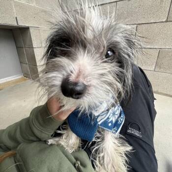 Phoebe -  Mixed Breed and Terrier Dog for Adoption in Bristol, Indiana - Phoebe | PetCurious