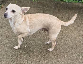 Rescue Chihuahua Dogs for Adoption in Plymouth, Michigan - Dump Cake | PetCurious