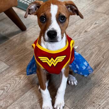 Hound and Mixed Breed Dogs Available for Adoption in Indiantown, Florida - BRANDY (615) | PetCurious