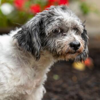 Rescue Havanese Dogs for Adoption in Chester Springs, Pennsylvania - Bess | PetCurious