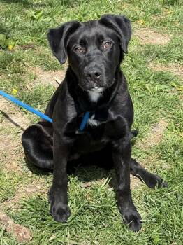 Labrador Retriever Dogs Available for Adoption in Springfield, Illinois - Sasha | PetCurious