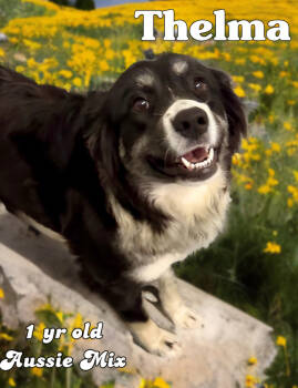 Rescue Australian Shepherd Dogs for Adoption in Nicholasville, Kentucky - Pheonix Thelma | PetCurious