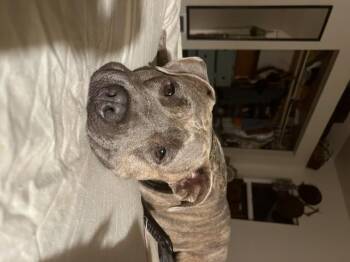 Augie -  Pit Bull Terrier Dog for Adoption in Susanville, California - Augie | PetCurious