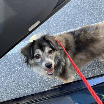 Spottedleaf -  Mixed Breed Dog for Adoption in Greensboro, North Carolina - Spottedleaf | PetCurious