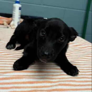 Sue -  Cattle Dog and Mixed Breed Dog for Adoption in Kansas City, Missouri - Sue | PetCurious