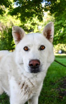 Rescue Siberian Husky and Alaskan Malamute Dogs for Adoption in Yakima, Washington - Kurt | PetCurious