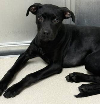 Zorah -  Labrador Retriever Dog for Adoption in Little Rock, Arkansas - Zorah | PetCurious
