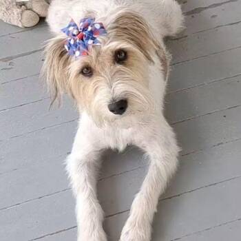 Daisy -  Parson Russell Terrier Dog for Adoption in Dekalb, Illinois - Daisy | PetCurious