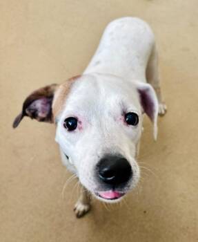 LUCY -  American Bulldog and Beagle Dog for Adoption in Derwood, Maryland - LUCY | PetCurious