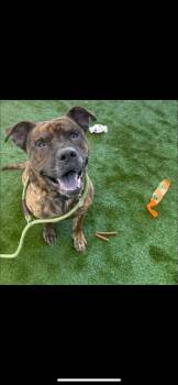 Rescue Mixed Breed Dogs for Adoption in Warren, Ohio - Bronco | PetCurious