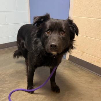 Mixed Breed Dogs Available for Adoption - Sidequest | PetCurious