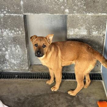 Mixed Breed Dogs Available for Adoption - Cassius | PetCurious