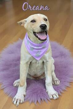 Oreana -  Labrador Retriever and Canaan Dog Dog for Adoption in Grove, Oklahoma - Oreana | PetCurious