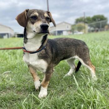Dachshund Dogs Available for Adoption in Wimberley, Texas - Velma | PetCurious