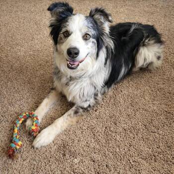 Australian Shepherd Dogs Available for Adoption - Sully | PetCurious