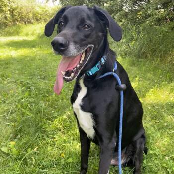 Patriot -  Black Labrador Retriever Dog for Adoption in Allegan, Michigan - Patriot | PetCurious