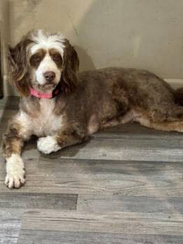 RUSSY ROO -  Bernadoodle Dog for Adoption in West Cape May, New Jersey - RUSSY ROO | PetCurious