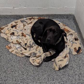 River -  Mixed Breed Dog for Adoption in Jeffersonville, Indiana - River | PetCurious