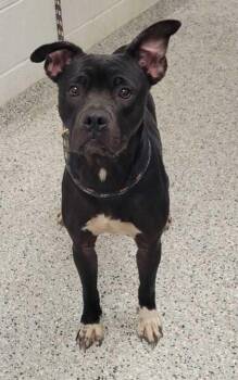 Lyric -  Pit Bull Terrier and Mixed Breed Dog for Adoption in Kansas City, Missouri - Lyric | PetCurious