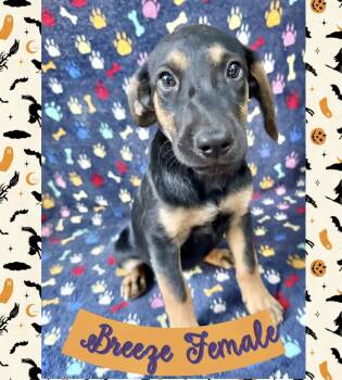 Breeze -  Labrador Retriever Dog for Adoption in Manchester, Connecticut - Breeze | PetCurious