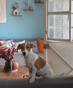 Carmen -  Jack Russell Terrier and Chihuahua Dog for Adoption in Calgary, Alberta - Carmen | PetCurious