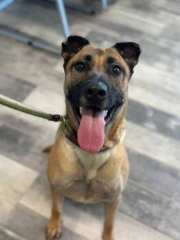 Rescue Belgian Shepherd Malinois Dogs for Adoption in Stafford, Virginia - Bette | PetCurious