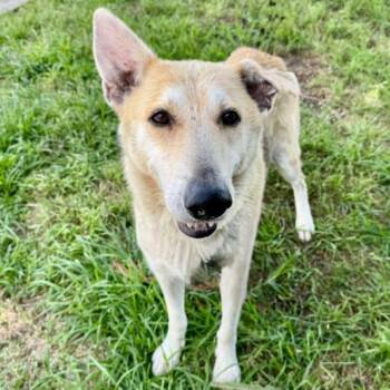 German Shepherd Dog and Mixed Breed Dogs Available for Adoption in Houston, Texas - LIBBY | PetCurious