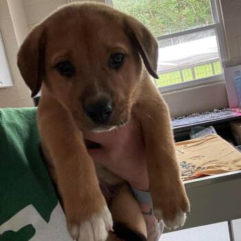 Mixed Breed Dogs Available for Adoption in Huntington, West Virginia - Bowie | PetCurious