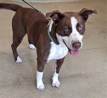 Pit Bull Terrier Dogs Available for Adoption in Hagerstown, Maryland - LEXI | PetCurious