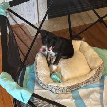 Daphne Sue -  Border Collie and Mixed Breed Dog for Adoption in Falls Church, Virginia - Daphne Sue | PetCurious