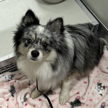 Mixed Breed Dogs Available for Adoption in Oak Brook, Illinois - Nero | PetCurious