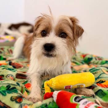 Terrier and Mixed Breed Dogs Available for Adoption in Green Bay, Wisconsin - Crimson | PetCurious