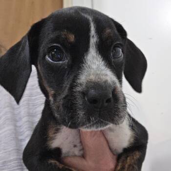 Bluetick Coonhound and American Bulldog Dogs Available for Adoption in Ashland, Ohio - Blue Tic/American Bulldog Male Puppies | PetCurious