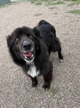 Berkeley -  Mixed Breed and Border Collie Dog for Adoption in Black Eagle, Montana - Berkeley | PetCurious