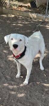 Rescue Pit Bull Terrier and Airedale Terrier Dogs for Adoption in Honolulu, Hawaii - Blizzard | PetCurious