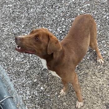 Caramel -  Chocolate Labrador Retriever and Mixed Breed Dog Available for Adoption in Erie, Pennsylvania - Caramel | PetCurious