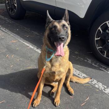 Zora -  Belgian Shepherd Malinois Dog for Adoption in Rancho Santa Margarita, California - Zora | PetCurious