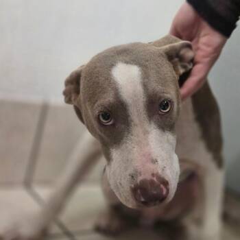 Winslow -  Mixed Breed Dog for Adoption in Charleston, West Virginia - Winslow | PetCurious